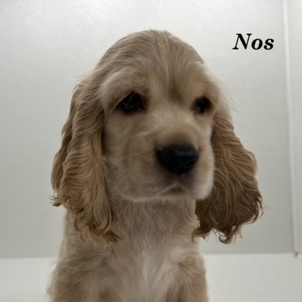 puppy, for, sale, Cocker Spaniel, Joe & Cherri  Overlease, dog, breeder, Miller, MO, dog-breeder, puppy-for-sale, forsale, nearby, find, puppyfind, locator, puppylocator, aca